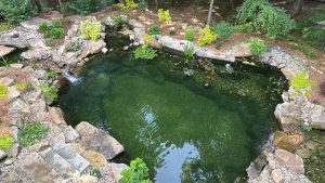 Serene pond with rocks and colorful plants