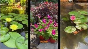 Colorful garden pond with lilies and flowers.