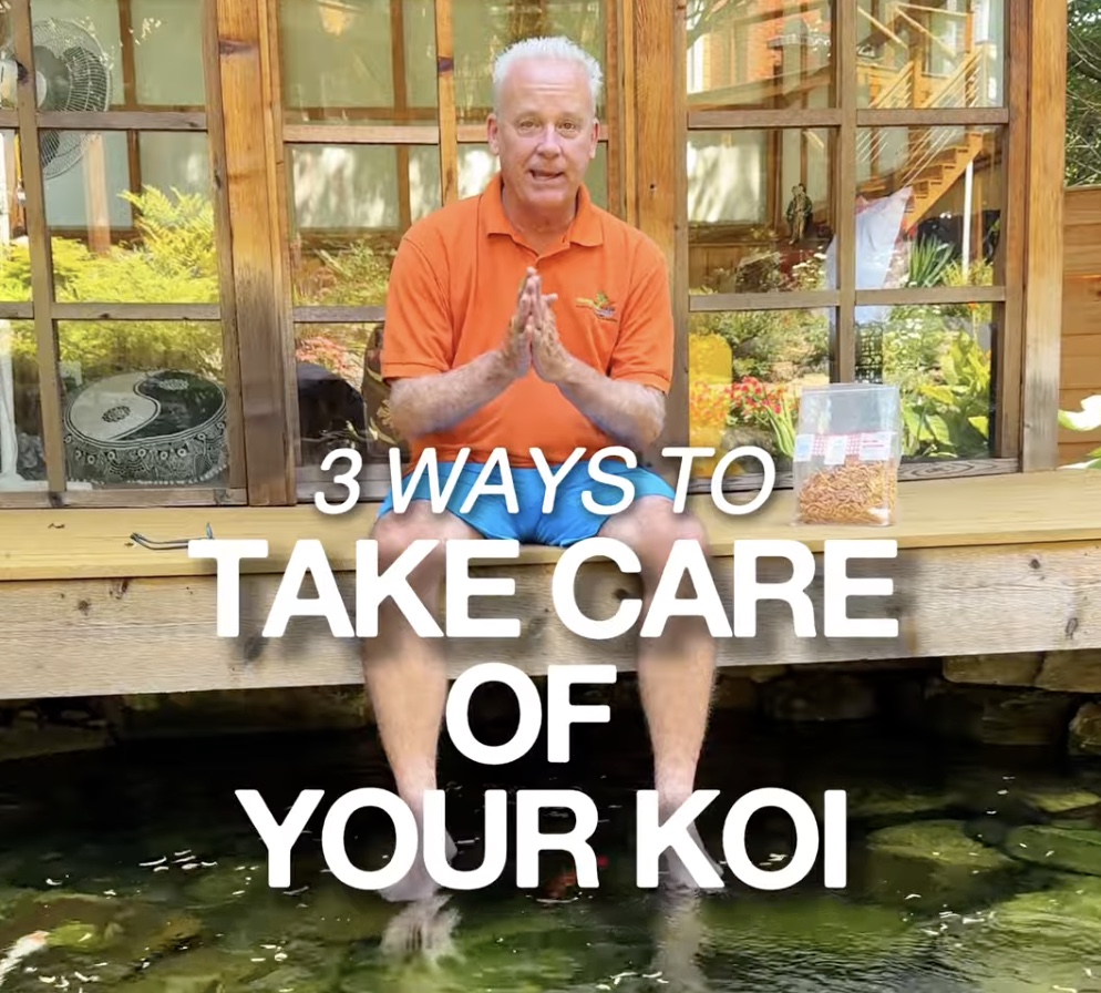 Guide: Three ways to care for koi fish.