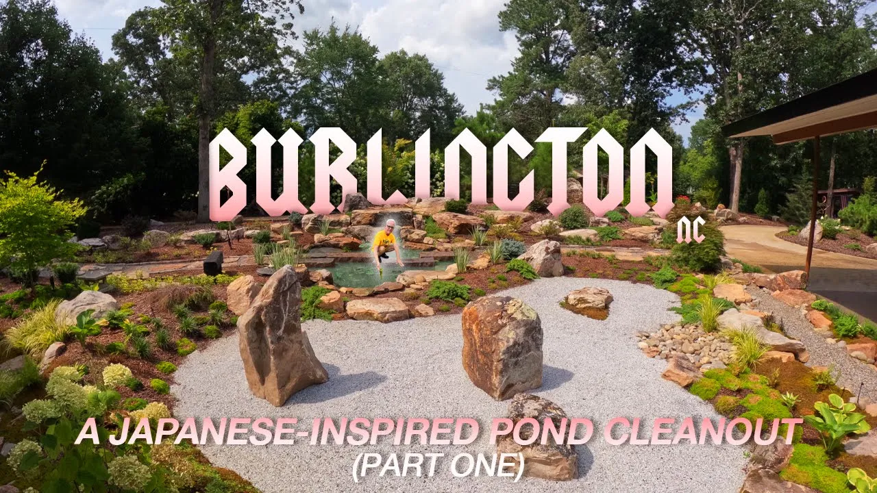 Japanese-inspired pond cleanout in Burlington garden